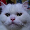 Pakhet profil fotoğrafı