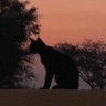 K★'s profile picture