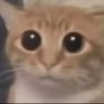 bin lao's profile picture
