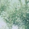 Фото профиля ミドリー🪞