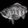 SKT@Coreoperca🐟🌈 profil fotoğrafı