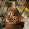 Cat profil fotoğrafı