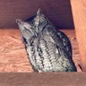 Owl Capital's profile picture