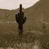 Saguaro's profile picture