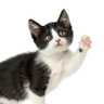 Фото профиля Talk to the Pawnie