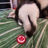Husky-Roo and Mama Too! ๐บโคโ๐ผ๎จ๐ ็ๅคดๅ
