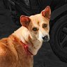 DEBSTAR's profile picture