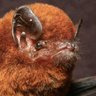 Miniopterus Aelleni 的头像