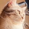 Marwa's profile picture