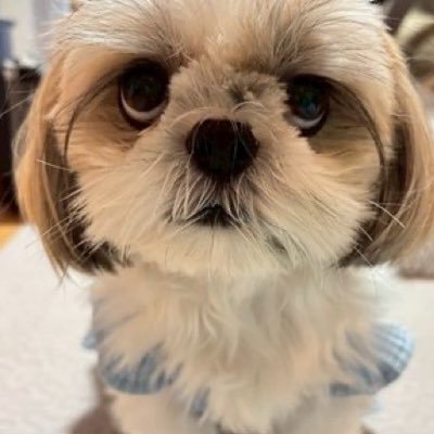 jikkainu's profile picture