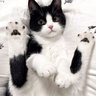 aki_dev profil fotoğrafı
