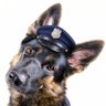 Roscoe, the lie detecting dog 的头像