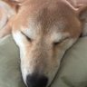 ワンワン🐕 🎨🛹 profil fotoğrafı