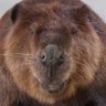 Profilbild von beaverfroglover