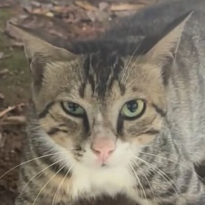 biaobiao181's profile picture