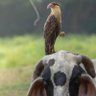Carcará do Sertão o retorno's profile picture