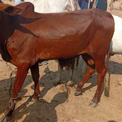 Kabir Livestock Connect's profile picture