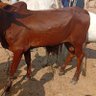 Фото профиля Kabir Livestock Connect