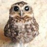 twiggy's profile picture
