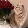Фото профиля noof_alhlali