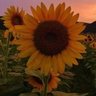 Фото профиля ayçiçek 🌻