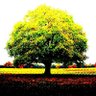 Фото профиля REAL Tree (Timber)