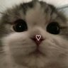 hshsjs's profile picture