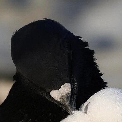 JoxOLantern's profile picture