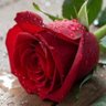 جورية الباحة's profile picture