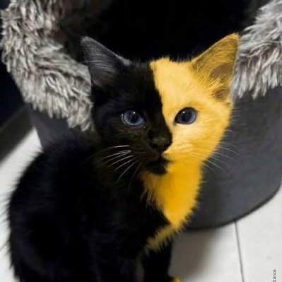 BICATONBNB's profile picture