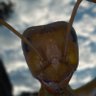ant profil fotoğrafı