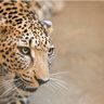 Brown Tiger's profile picture