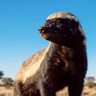 Honey Badger 的头像