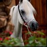 🪶 طارقـ Tareq profil fotoğrafı