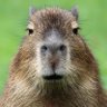 Profilbild von Khris