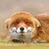𝙱𝚊𝚛𝚛𝚢 🦊♡ッ's profile picture