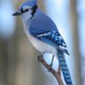 Bluejay 13 profil fotoğrafı