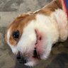 まめしゃぶ あと3年's profile picture