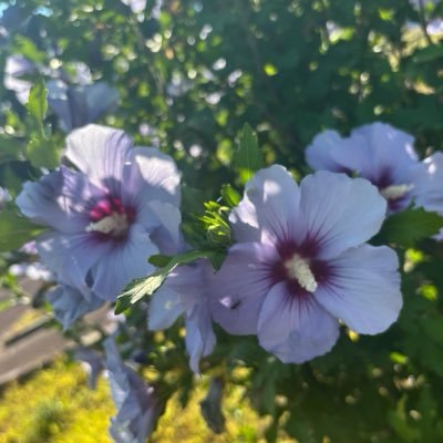 ふ's profile picture