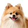 アマダンナ profil fotoğrafı