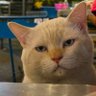 Papa_Meow profil fotoğrafı