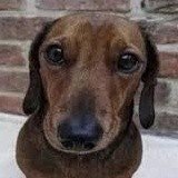 sigarrolopez's profile picture