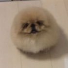 gYzlsvdccf48217's profile picture