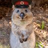 Profilbild von KvokkaZ🇷🇺