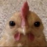 Profilbild von giulia
