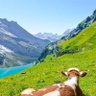 Swiss profil fotoğrafı