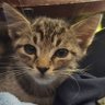 small cat's profile picture