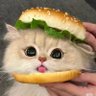 压力是不可多地's profile picture