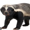 KanKaba's profile picture