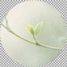 Фото профиля Quiet Bloom | W3